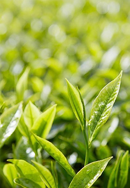 High-Activity EGCG (Green Tea Extract)