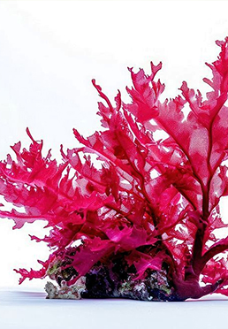 Tasmanian Haematococcus Pluvialis (Astaxanthin)